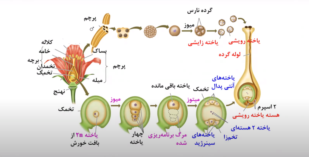 نکات مهم فصل هشتم زیست یازدهم
